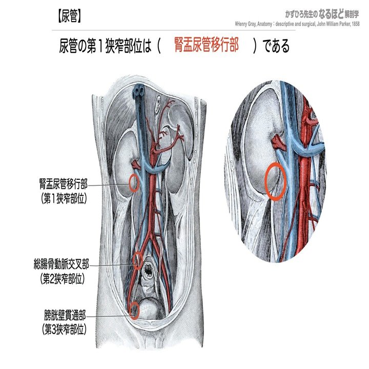 5-2 (2)】泌尿器系 - 尿管・膀胱・尿道 一問一答｜かずひろ先生（黒澤
