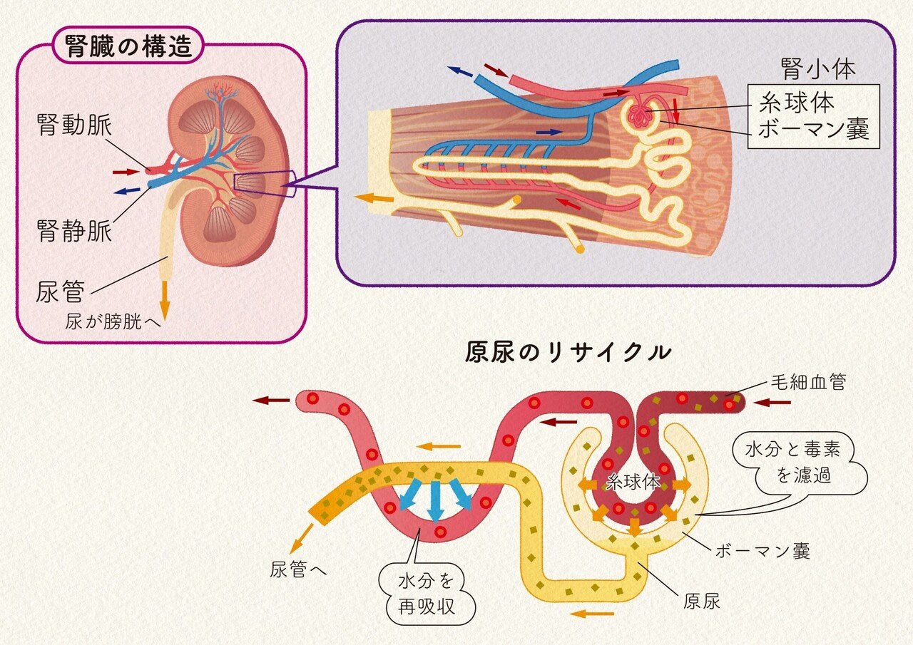 形 を知ると 身体のしくみと進化が見えてくる キリンと人間 どこが違う 小さな腎臓の大きな秘密 郡司芽久 本がひらく