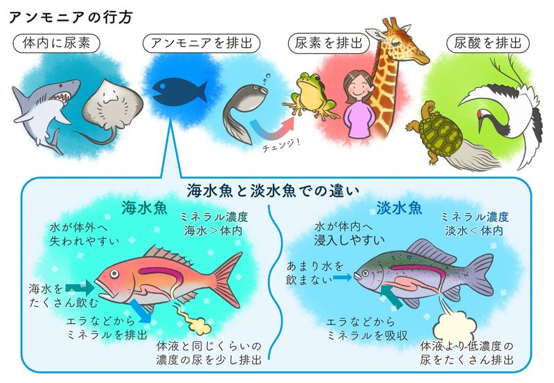 形 を知ると 身体のしくみと進化が見えてくる キリンと人間 どこが違う 小さな腎臓の大きな秘密 郡司芽久 本がひらく