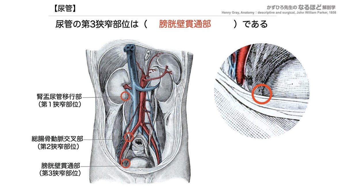 理学療法士を目指す方！必見！分担 解剖学2 胆管学 神経系 理学療法士を目指す方！必見！分担 解剖学2 胆管学 神経系