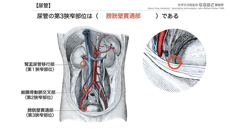 【徹底的国試対策】5-2 泌尿器系 - 尿管・膀胱・尿道.036