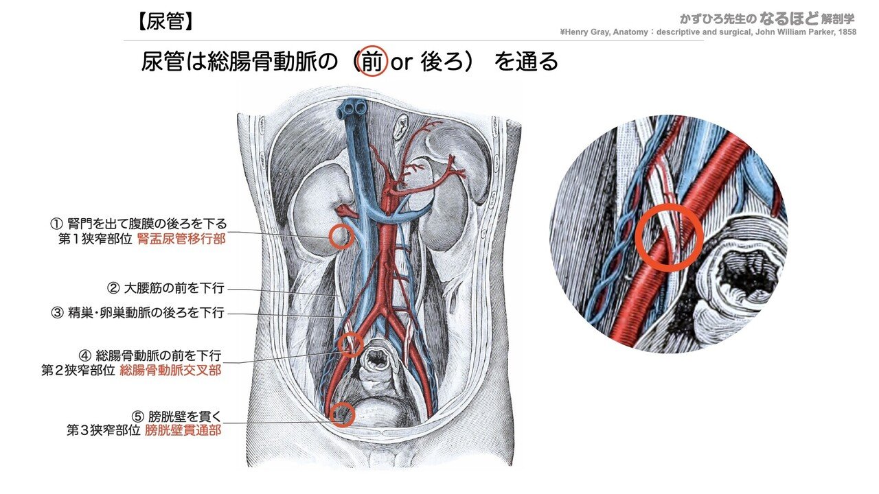 新泌尿器科手術のための解剖学 新 泌尿器科手術のための解剖学 泌尿器科 新版⁄メディカ出版⁄吉田修（