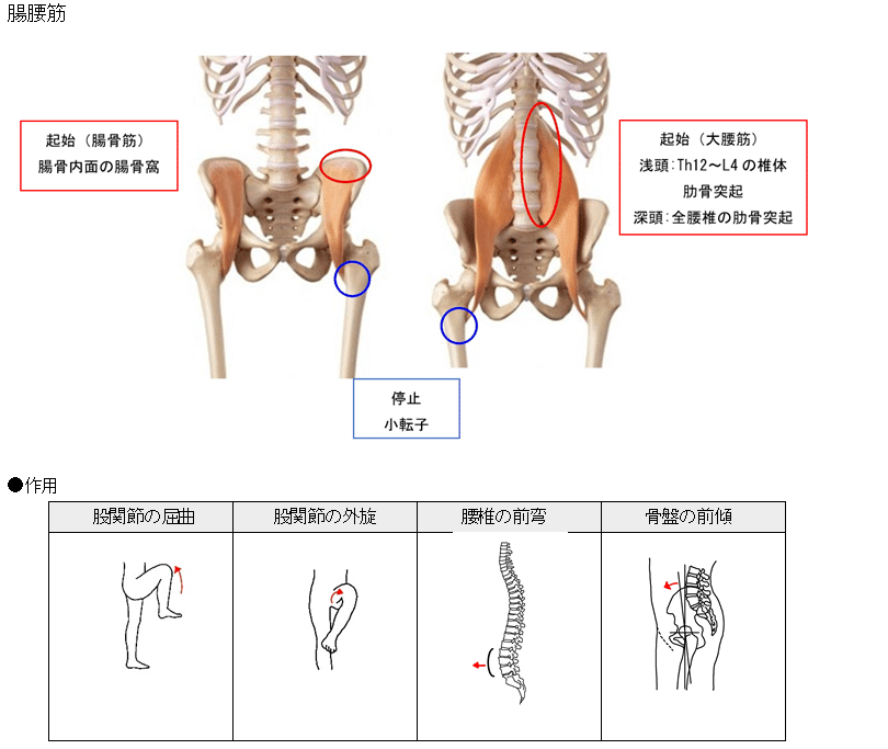 腸腰筋について極める 宮城島大樹 日本で最もトレーナーを育成してるトレーナー Note