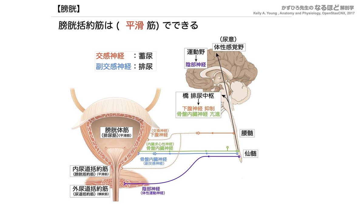 分担解剖学: 脈管学・神経系 (第2巻) | 平沢 興, 岡本 道雄 |本