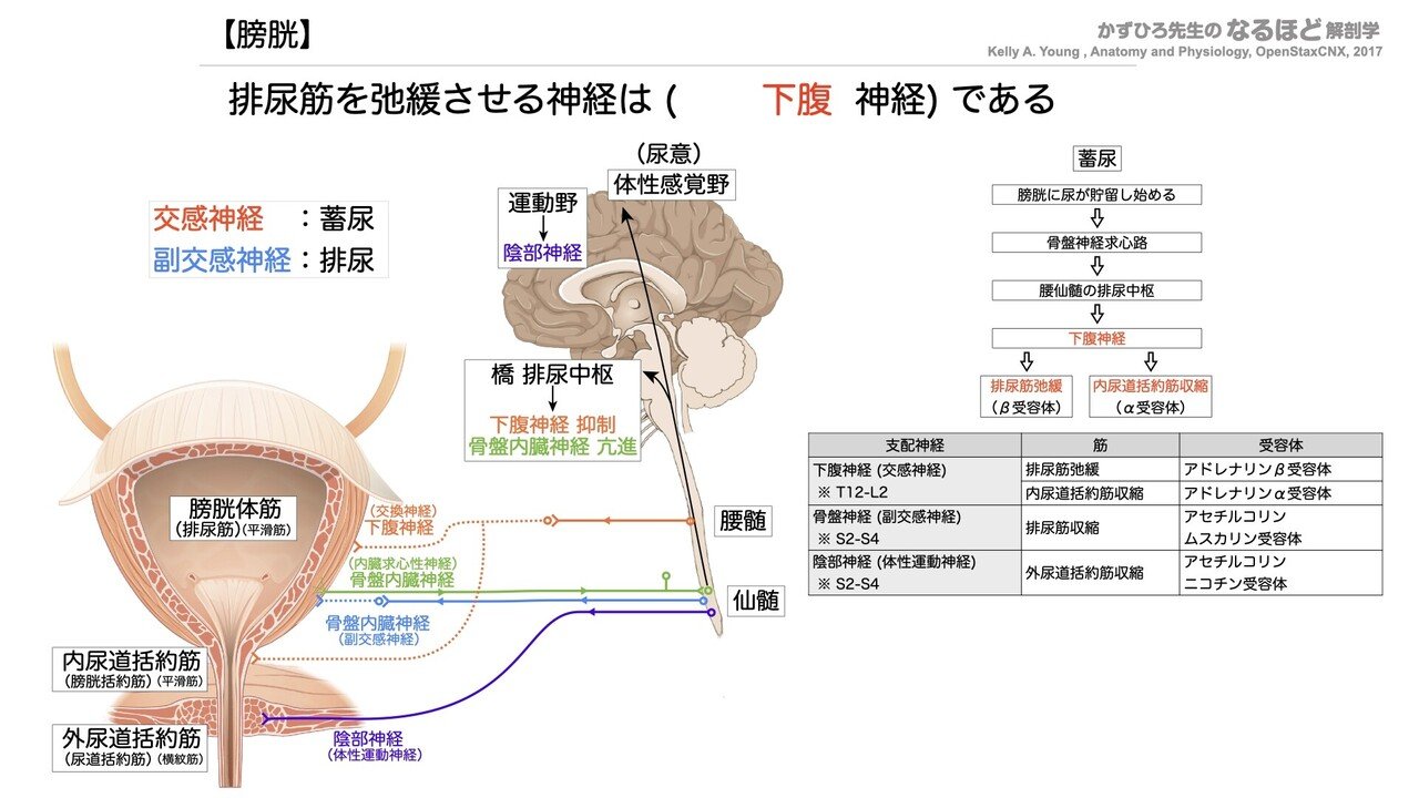 理学療法士を目指す方！必見！分担 解剖学2 胆管学 神経系 理学療法士を目指す方！必見！分担 解剖学2 胆管学 神経系