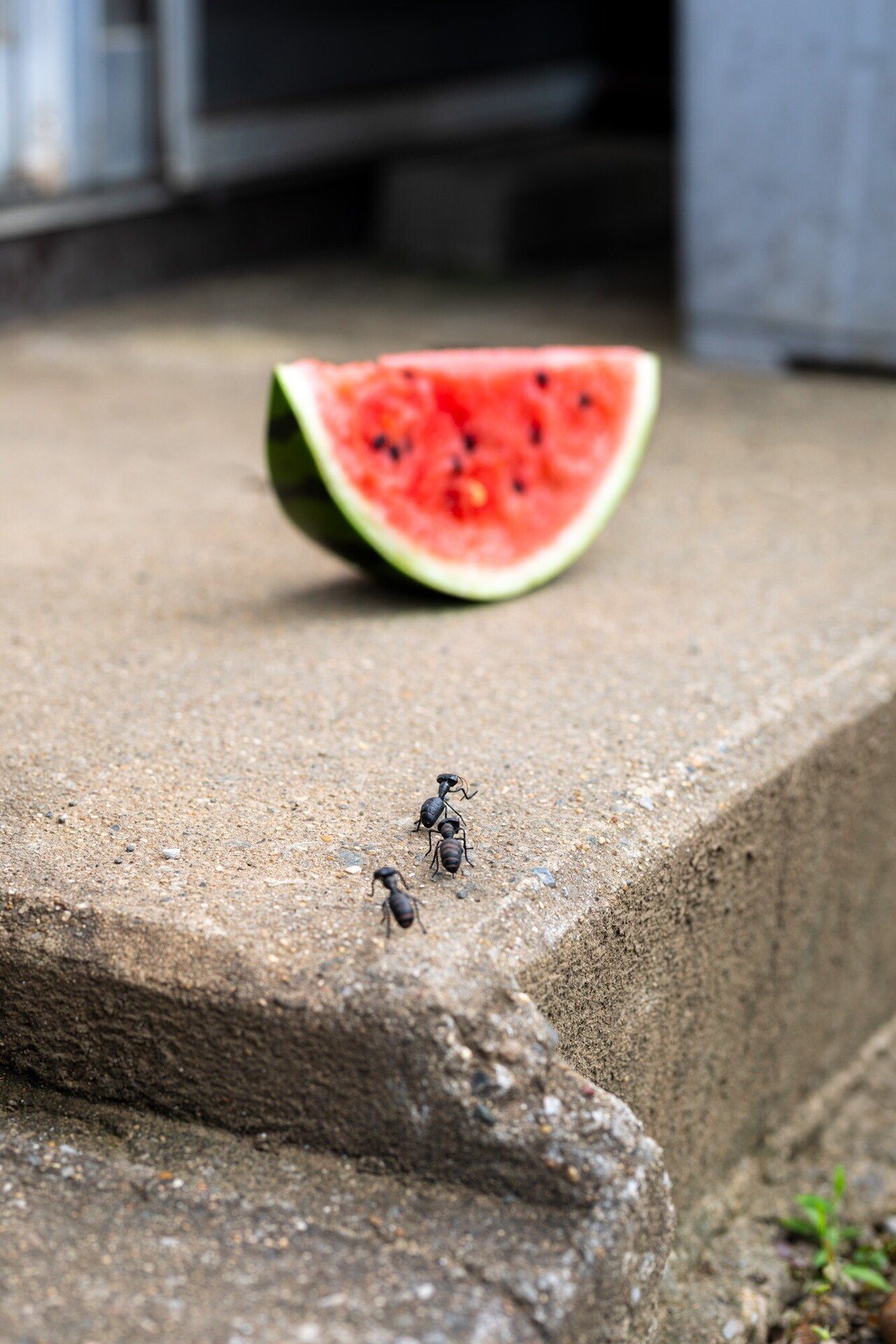 すいかページ ありとすいか | KBC