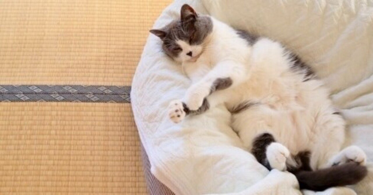 猫の4コマ漫画」の新着タグ記事一覧｜note u2015u2015つくる、つながる、とどける。