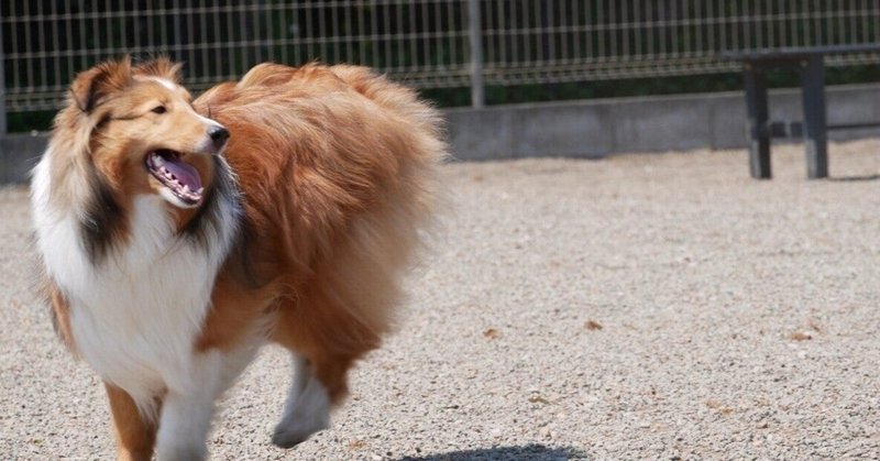 走る犬の話 影織夢語 影織 Note 走る犬の話 影織夢語 影織 Note
