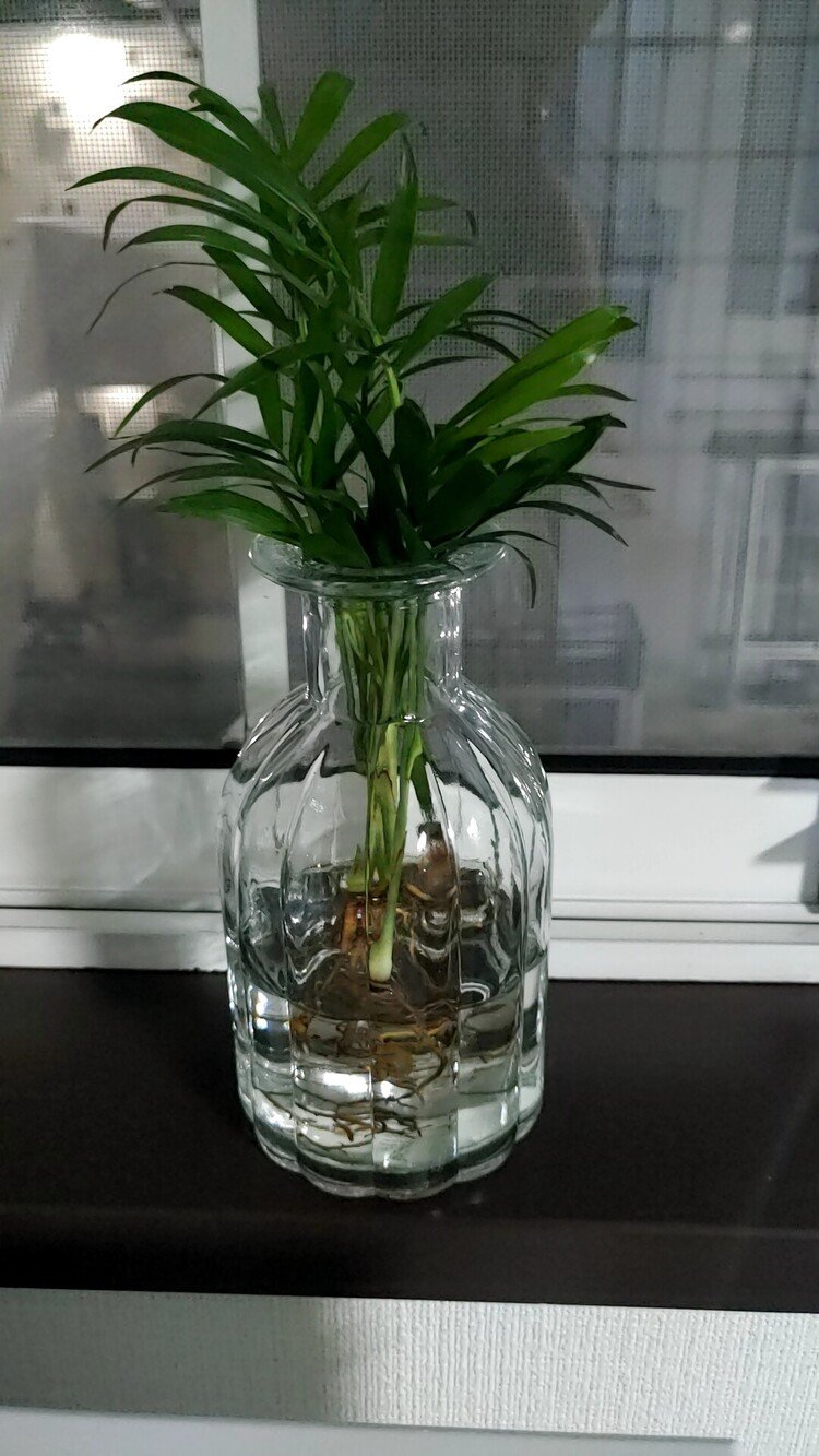 植物マガジン カミコロさま 437円 Note 植物マガジン カミコロさま 437円 Note