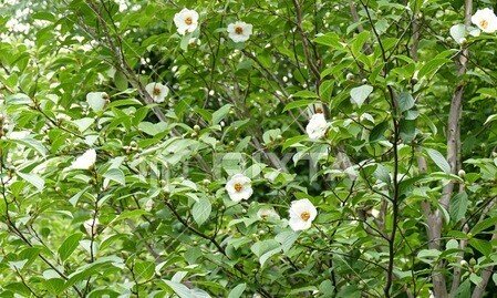 沙羅樹の花