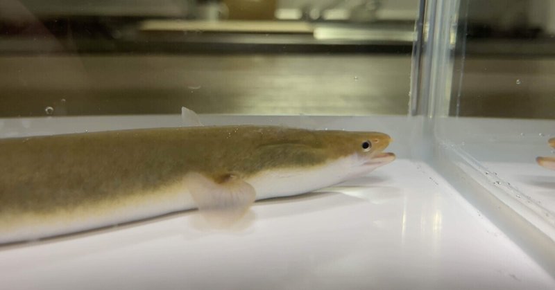 都内の河川でウナギを釣って食べる Mamama Note