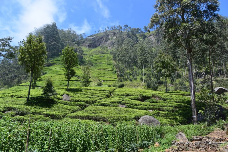 スリランカ紅茶農園の様子