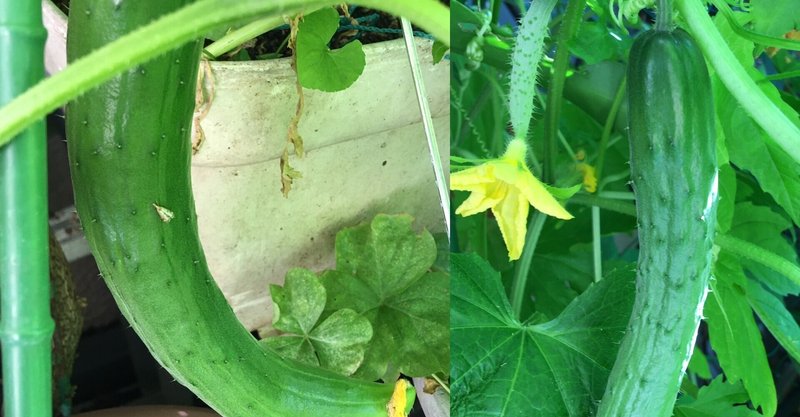 医者いらず の新着タグ記事一覧 Note つくる つながる とどける