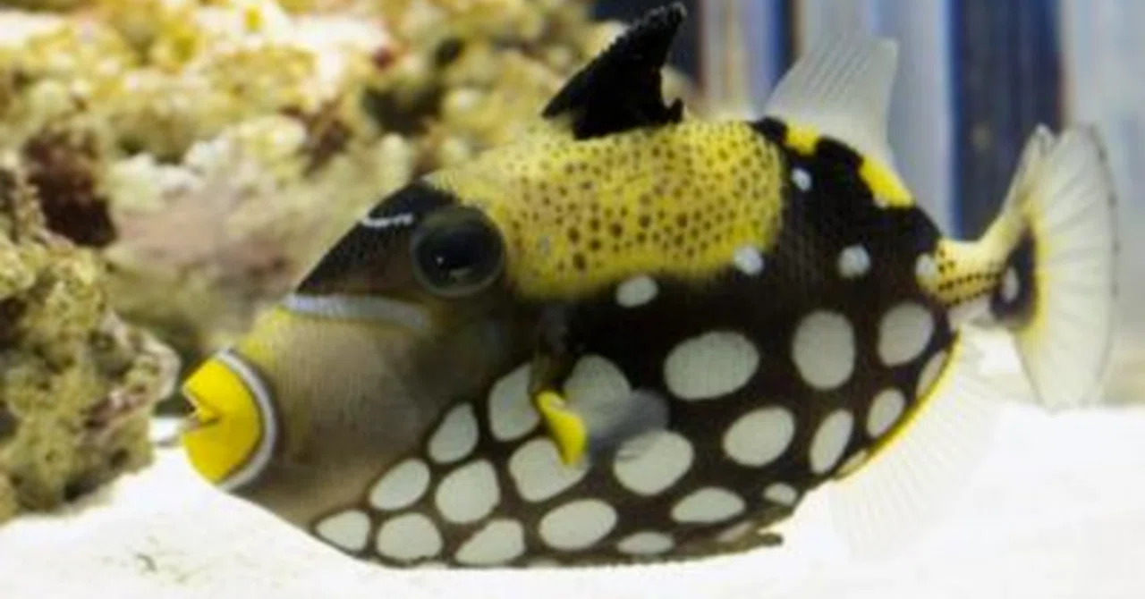 【釣り情報】モンガラカワハギの釣り方・生態を詳しく解説！！｜釣りドコ