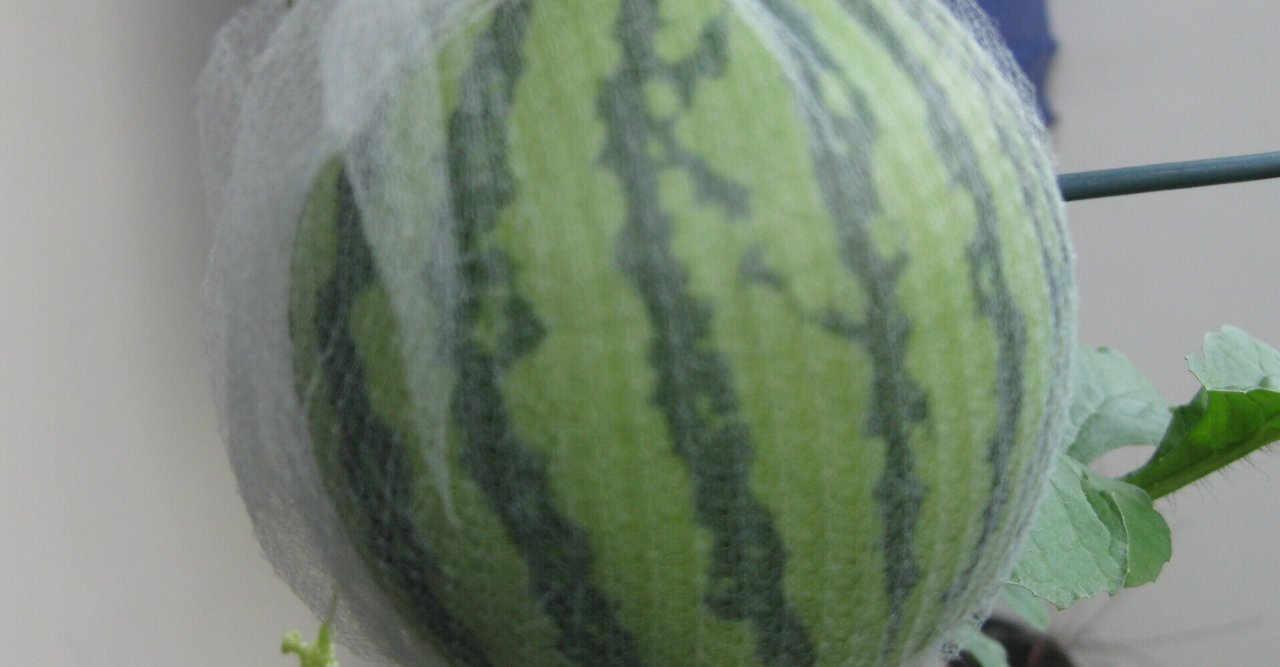 ウリ科 の新着タグ記事一覧 Note つくる つながる とどける ウリ科 の新着タグ記事一覧 Note つくる つながる とどける