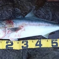 釣り情報 メゴチの釣り方 生態を詳しく解説 釣りドコ Note