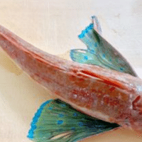 釣り情報 メゴチの釣り方 生態を詳しく解説 釣りドコ Note