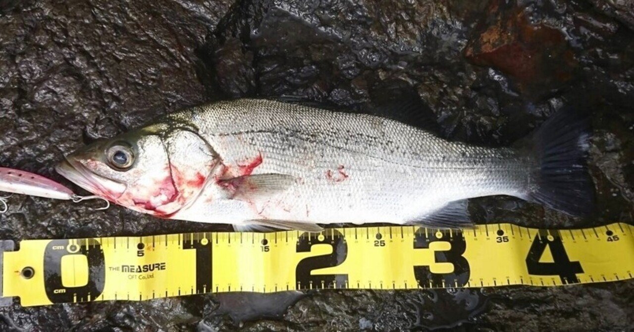 釣り情報 ヒラスズキの釣り方 生態を詳しく解説 釣りドコ Note 釣り情報 ヒラスズキの釣り方 生態を詳しく解説 釣りドコ Note