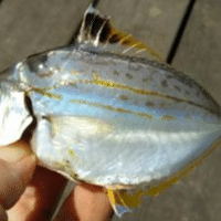 釣り情報 メゴチの釣り方 生態を詳しく解説 釣りドコ Note