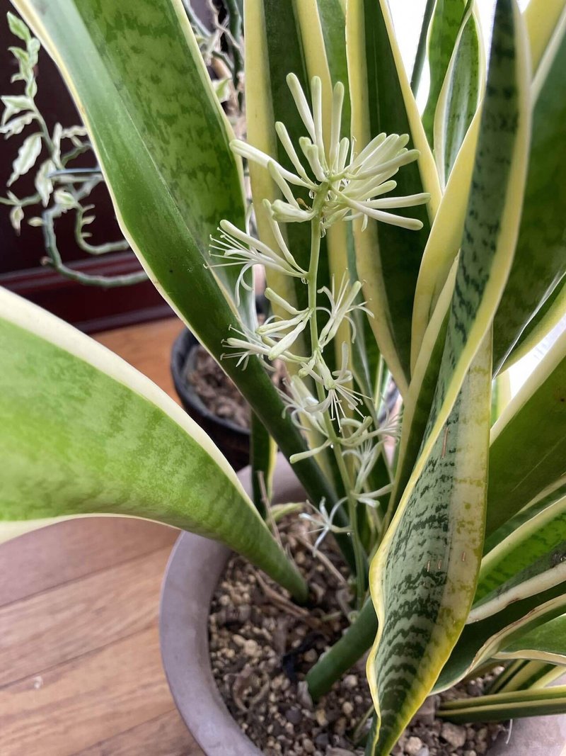 観葉植物 ばぁばの趣味 Note 観葉植物 ばぁばの趣味 Note
