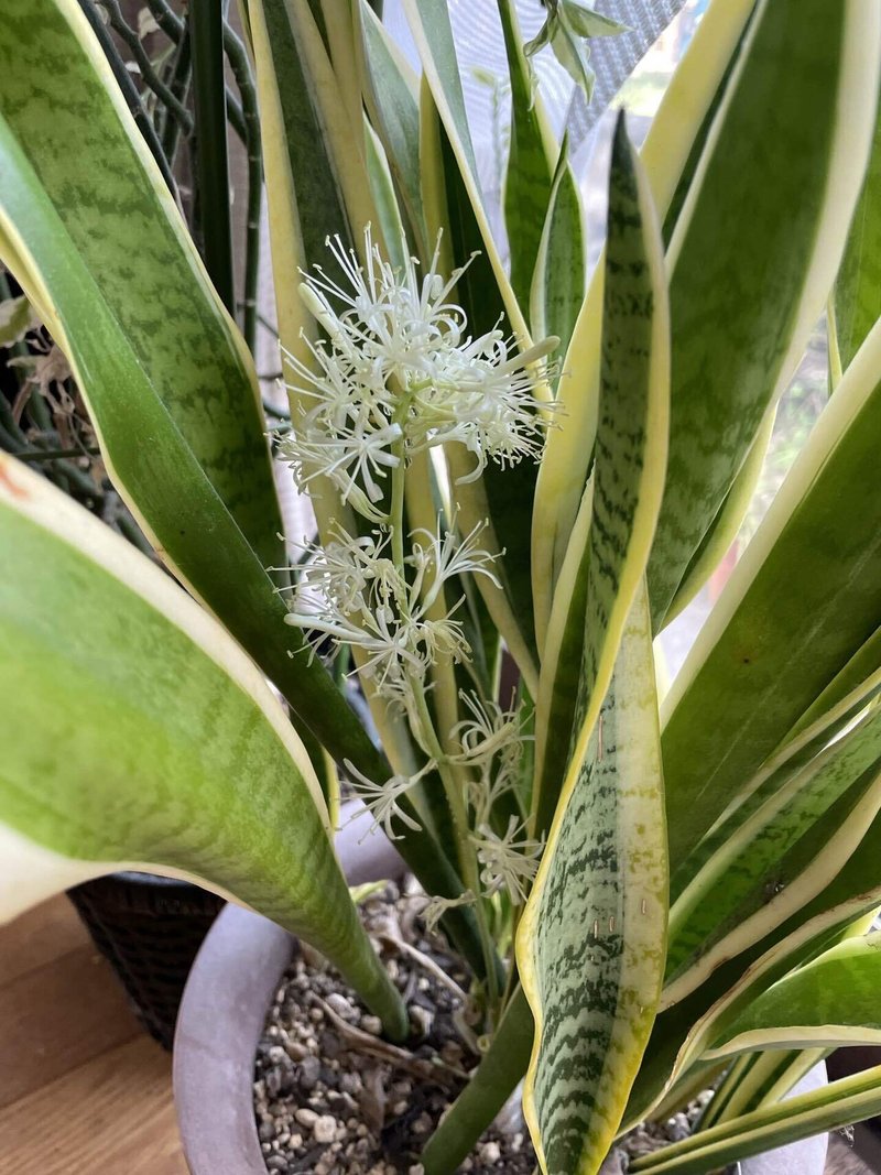 観葉植物 ばぁばの趣味 Note