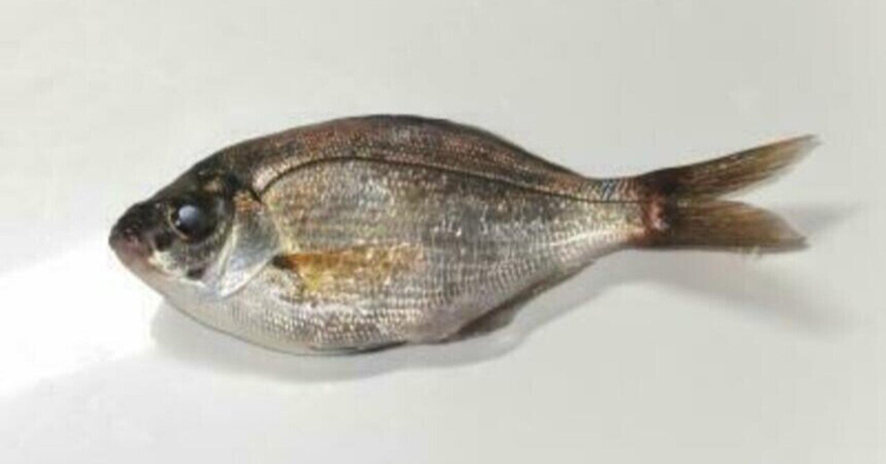 釣り情報 ウミタナゴの釣り方 生態を詳しく解説 釣りドコ Note