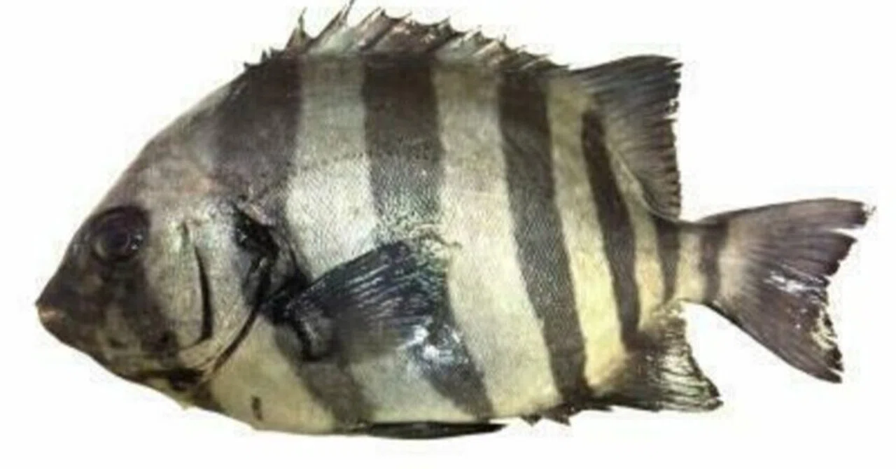 【釣り情報】イシダイの釣り方・生態を詳しく解説!!|釣りドコ