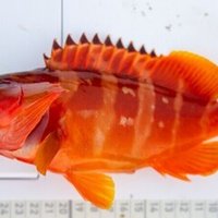 釣り情報 メゴチの釣り方 生態を詳しく解説 釣りドコ Note