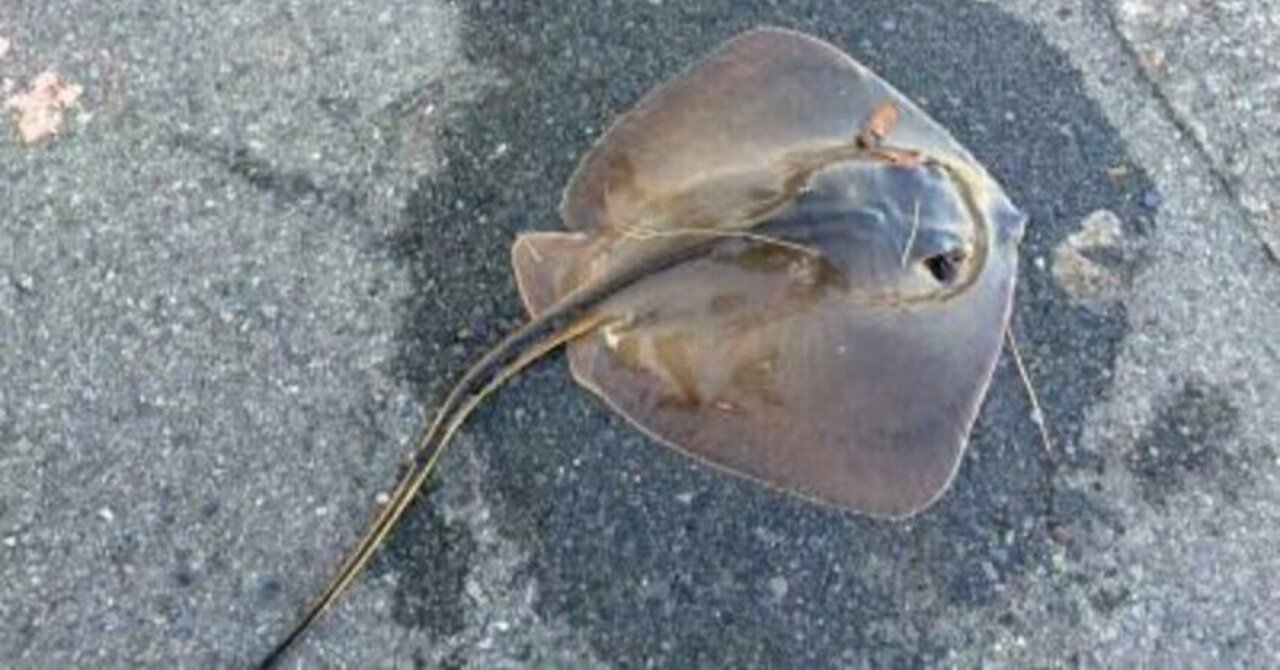 釣り情報 アカエイの釣り方 生態を詳しく解説 釣りドコ Note 釣り情報 アカエイの釣り方 生態を詳しく解説 釣りドコ Note