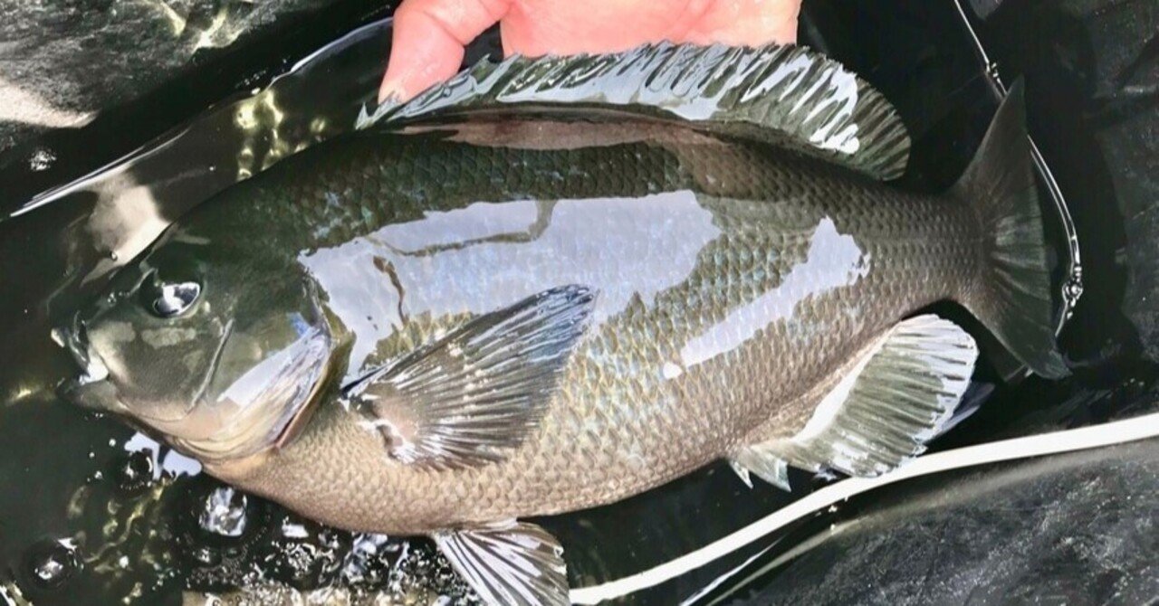 釣り情報 メジナの釣り方 生態を詳しく解説 釣りドコ Note 釣り情報 メジナの釣り方 生態を詳しく解説 釣りドコ Note