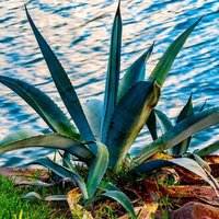 メネデール挿し木や取り木に使う頻度や注意など オリーブ農家の日常 Note