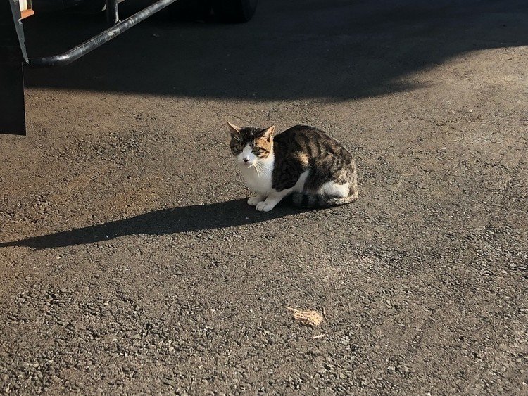 ポツリ野良猫。
野良猫と駐車場はよく似合う
暖かい場所をよく知っている
温かい人も嗅ぎ分けられるのかな。
#写真 #ネコ #駐車場 #写真好きな人と繋がりたい
