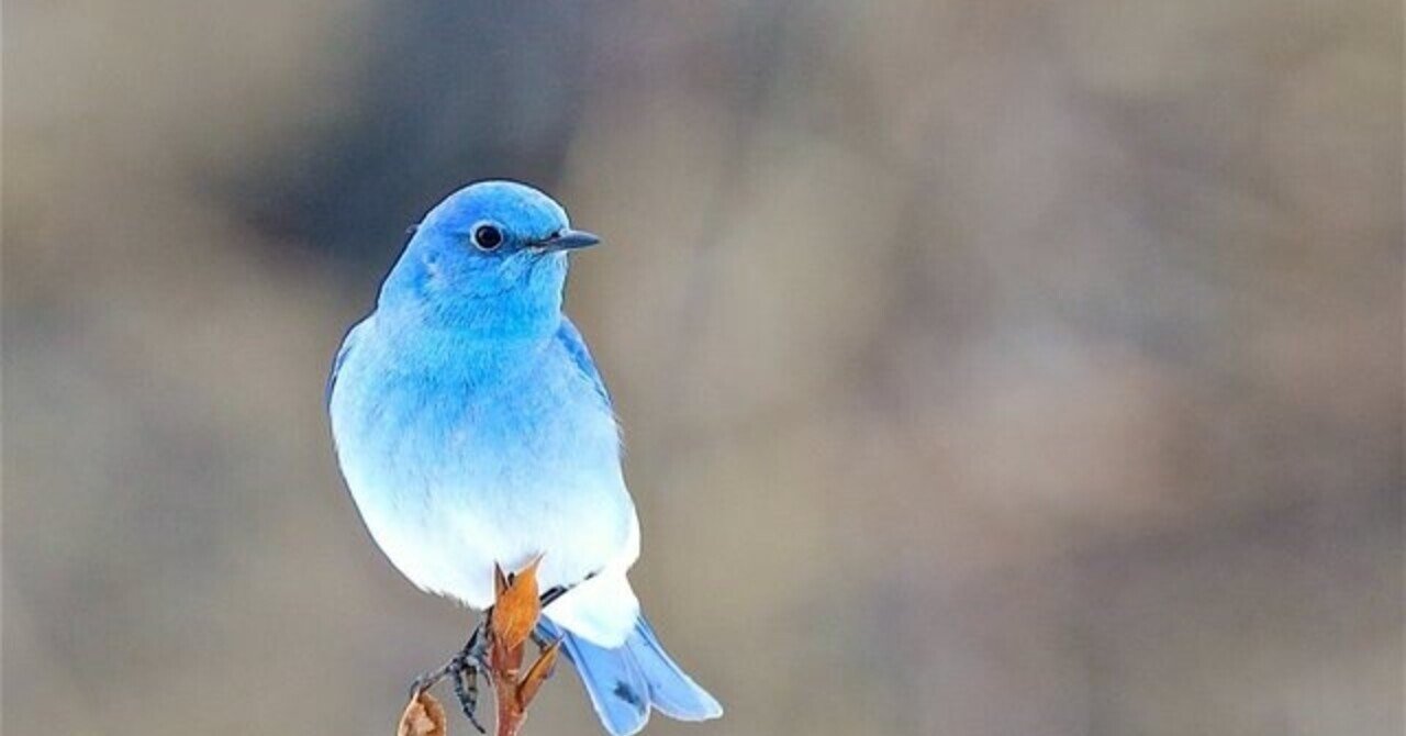 なぜ、幸せは青で表す？？｜cabin