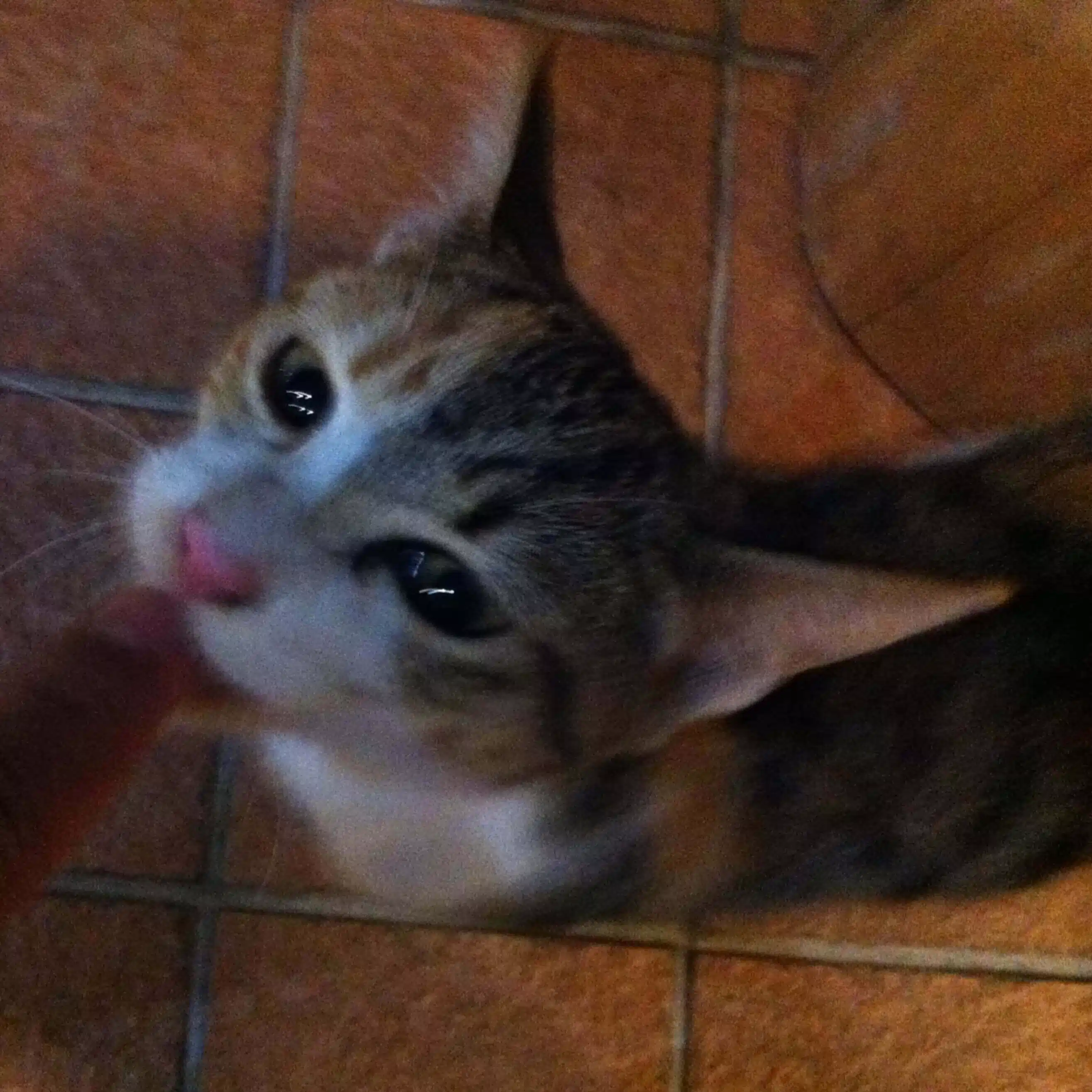 ヒロオカ