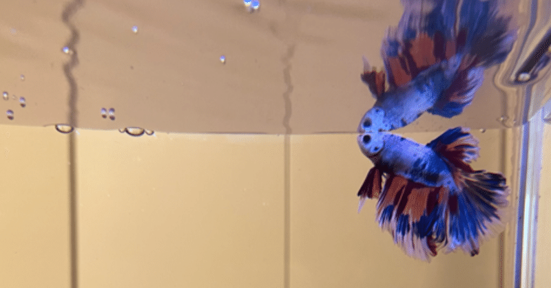 熱帯魚 の新着タグ記事一覧 Note つくる つながる とどける