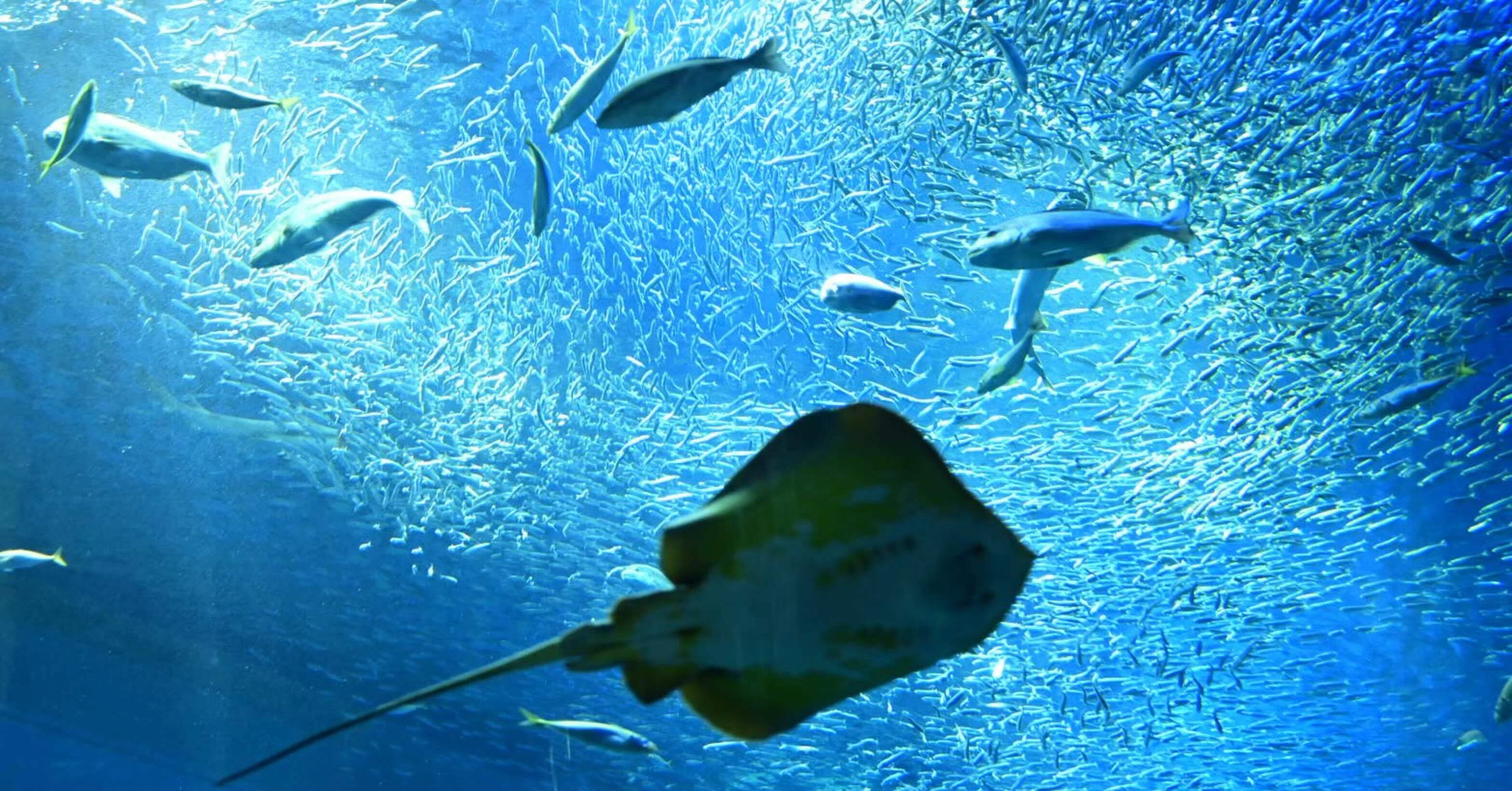 水族館好きがおススメする水族館 アクアワールド茨城県大洗水族館 アーストラベル水戸 Note