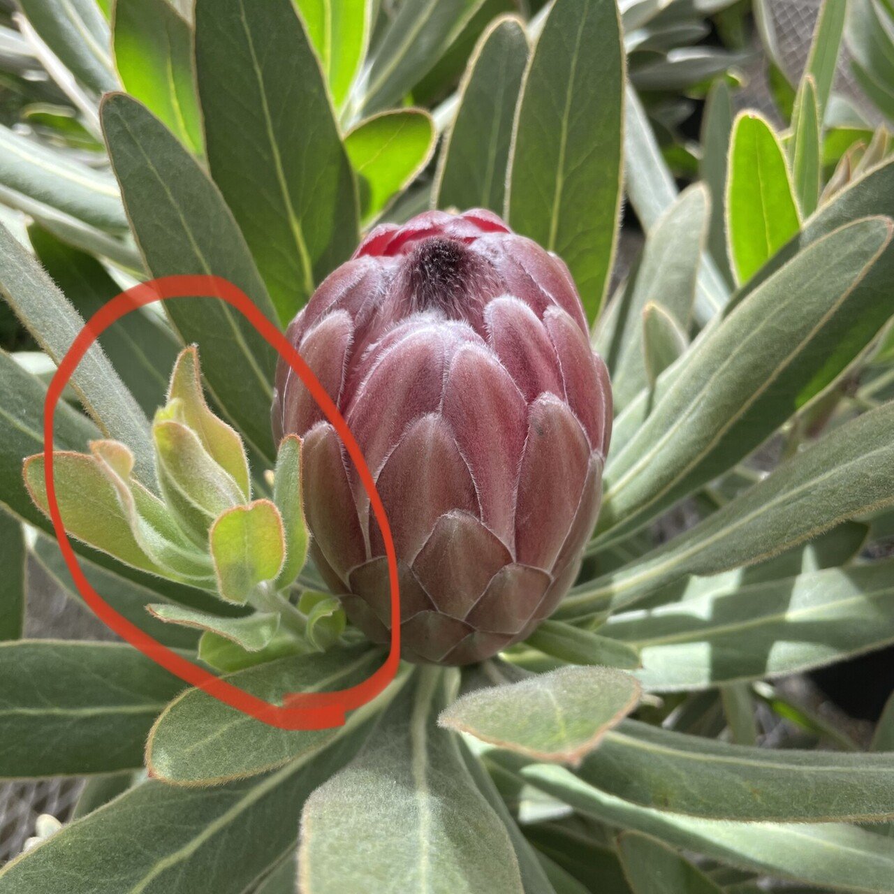 プロテア ピンクアイスの育て方 ワタライタクヤ Note