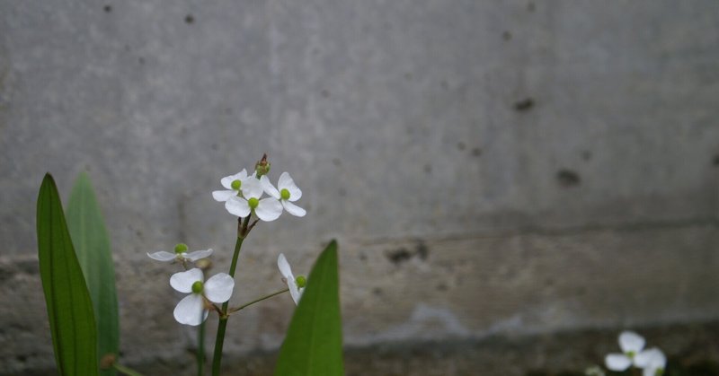 ジゴロ の新着タグ記事一覧 Note つくる つながる とどける