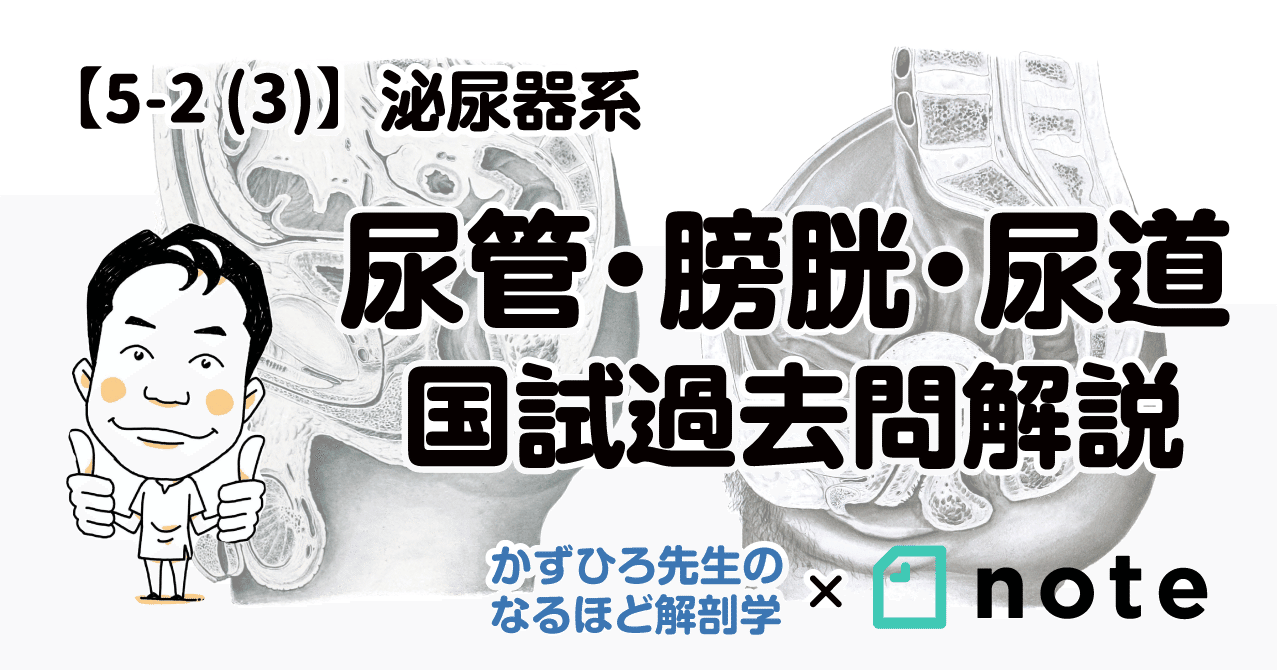 5 2 3 泌尿器系 尿管 膀胱 尿道 国試過去問解説 黒澤一弘 Note