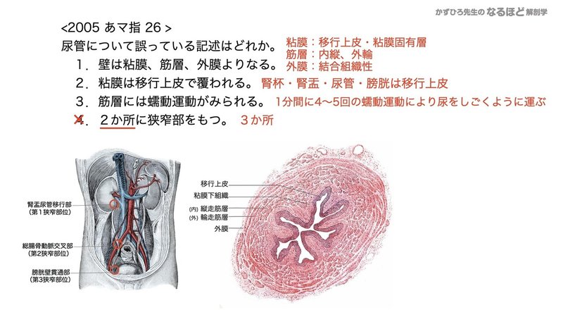 【徹底的国試対策】5-2 泌尿器系 - 尿管・膀胱・尿道.084