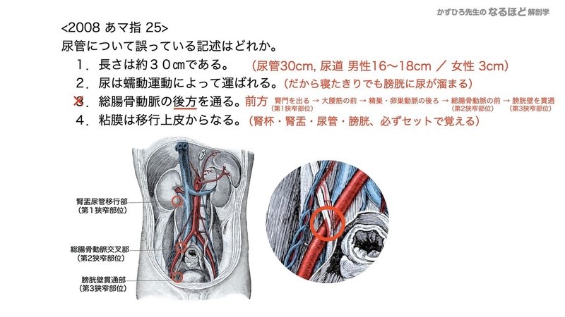 【徹底的国試対策】5-2 泌尿器系 - 尿管・膀胱・尿道.085
