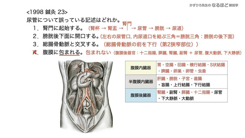 【徹底的国試対策】5-2 泌尿器系 - 尿管・膀胱・尿道.086