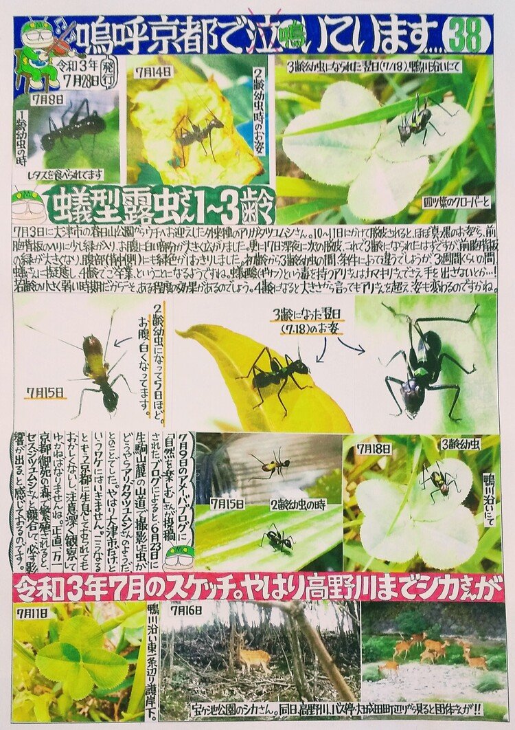 鳴く虫手作り風新聞その38。2021年7月28日発行。大津から連れてきて、3齢幼虫にまでなったアリガタツユムシのこと。