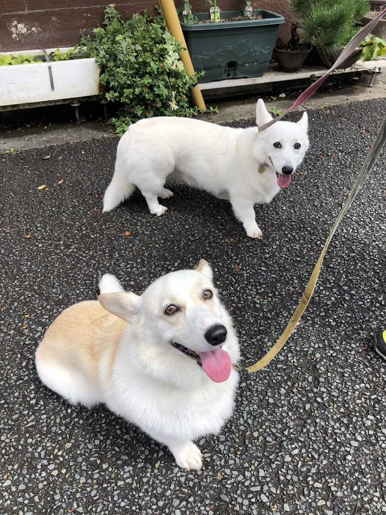 二匹のしっぽ付きコーギーちゃん トナキコ Note 二匹のしっぽ付きコーギーちゃん トナキコ Note