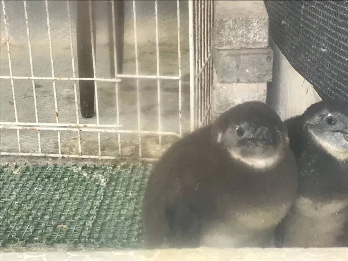 画像29