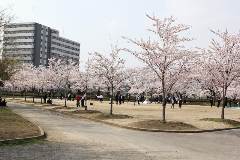 開成山公園の桜 (27)
