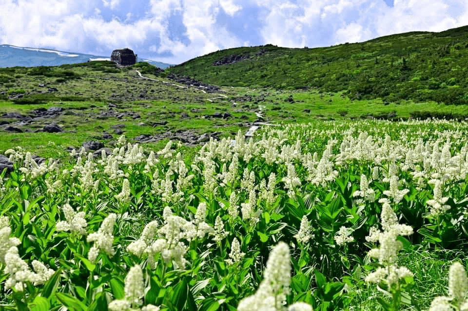 雲ノ平 花の巡礼 Peak2peak 檢見﨑誠 Note