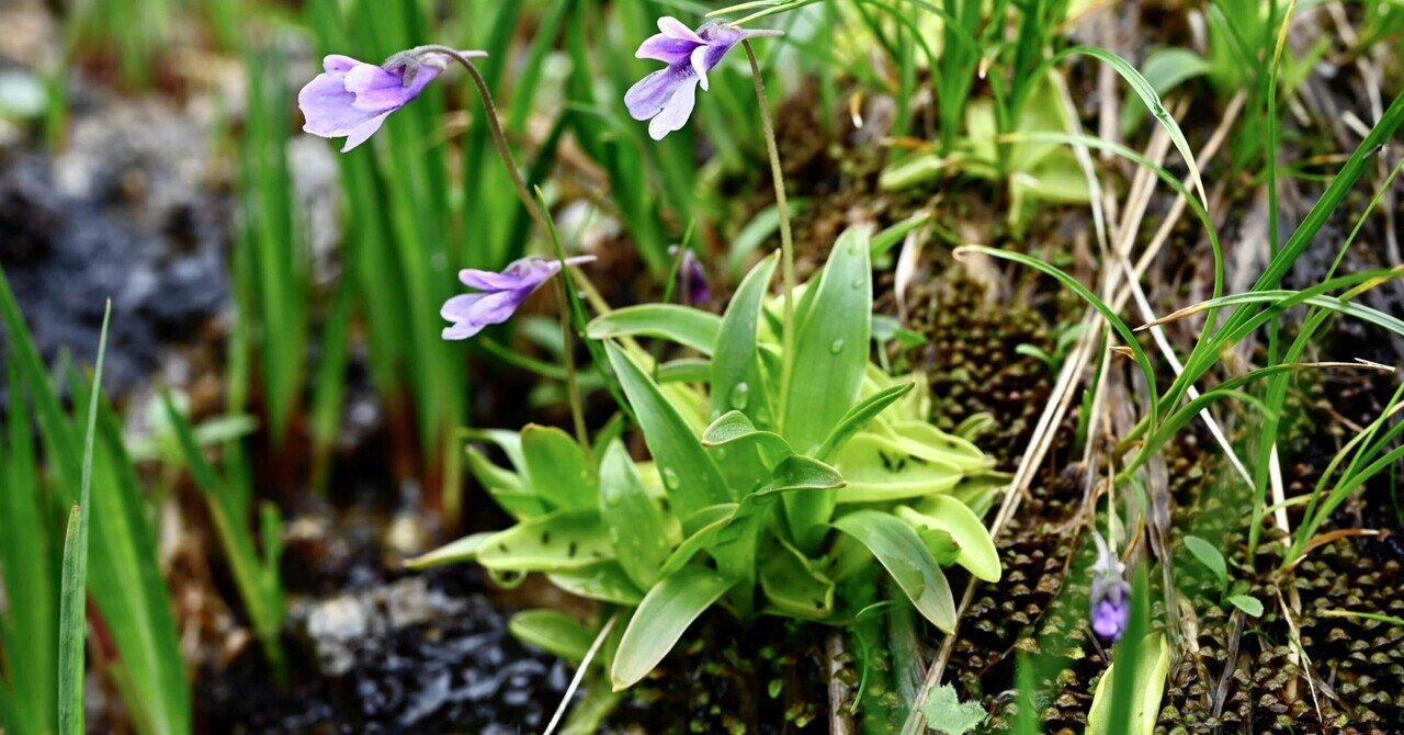 雲ノ平 花の巡礼 Peak2peak 檢見﨑誠 Note 雲ノ平 花の巡礼 Peak2peak 檢見﨑誠 Note