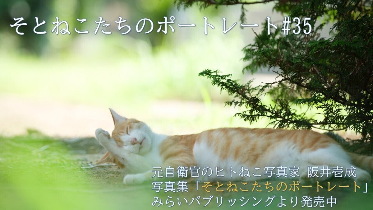 ねこ35