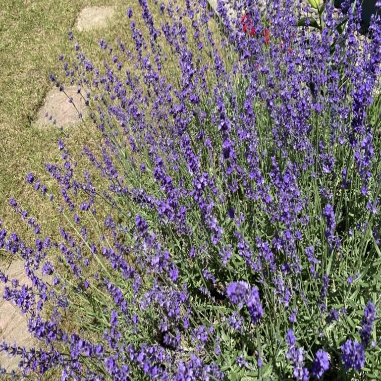 蚊除け対策に 蚊を寄せ付けない植物と植え方 高丘真弓 Note